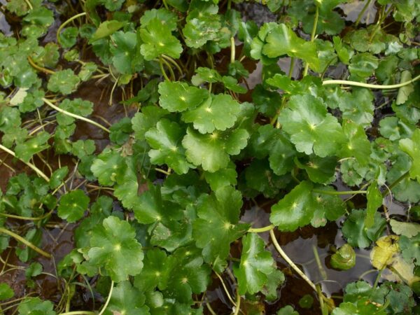 HYDROCOTYLE CHILENO