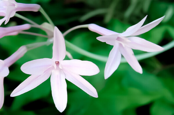 FLOR DEL AJO BLANCA