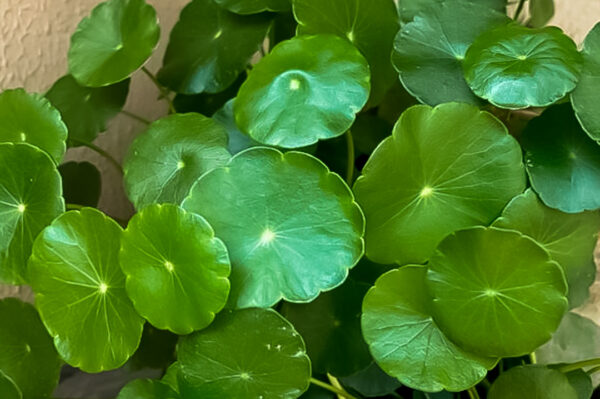 HYDROCOTYLE JAPONÉS