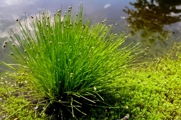 ISOLEPIS