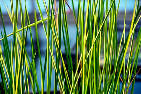 JUNCO VARIEGADO