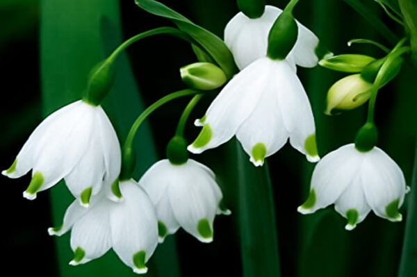 CAMPANILLA DE INVIERNO