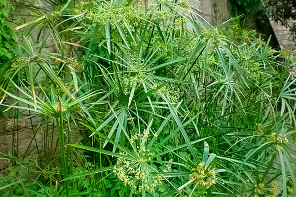 PAPIRO PARAGUA ENANO