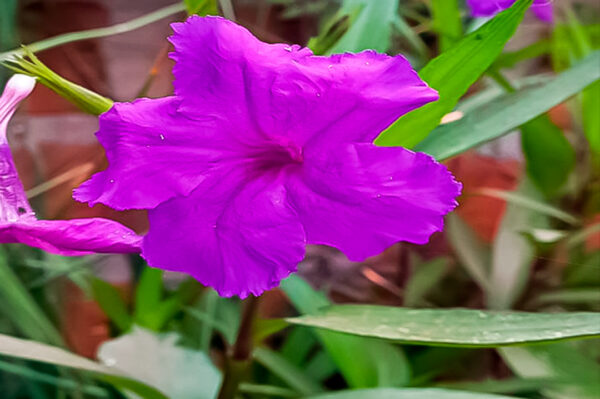 PETUNIA MEXICANA