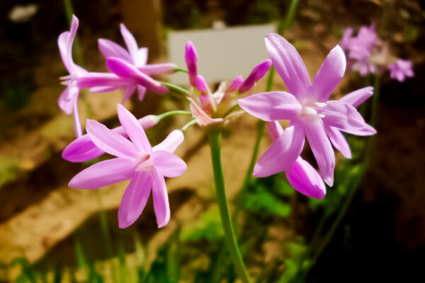 FLOR DEL AJO VIOLETA