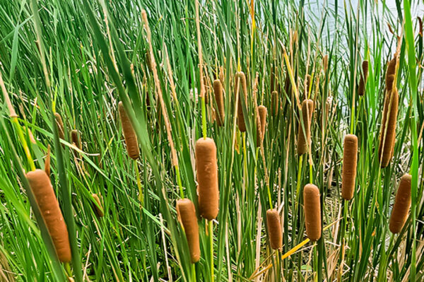 TYPHA